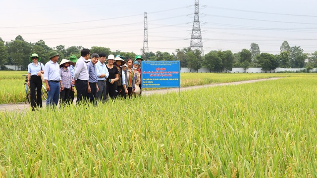 Mô hình trồng lúa VietGAP tại xã Liên Hà, huyện Đông Anh mang lại hiệu quả kinh tế cao cho bà con nông dân. Ảnh. T.T